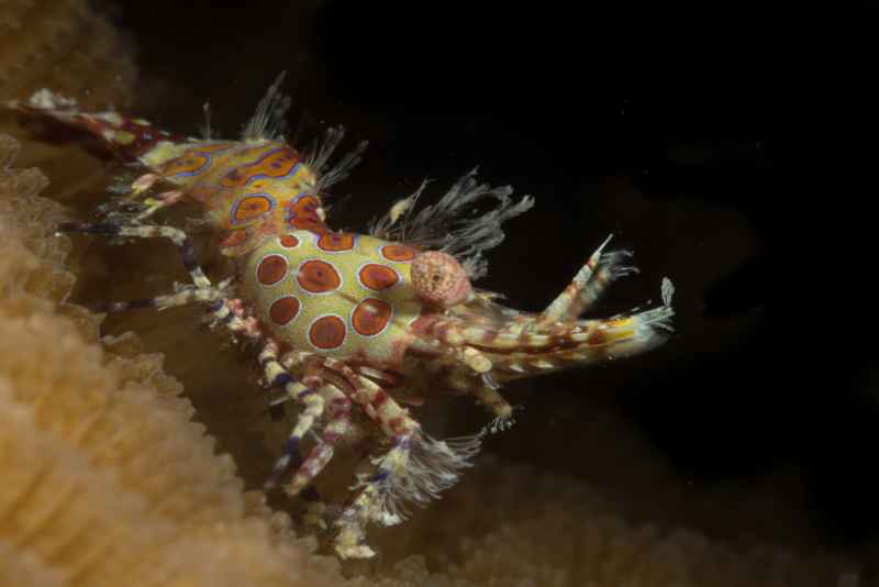 marbled shrimp complex hippolytidae saron