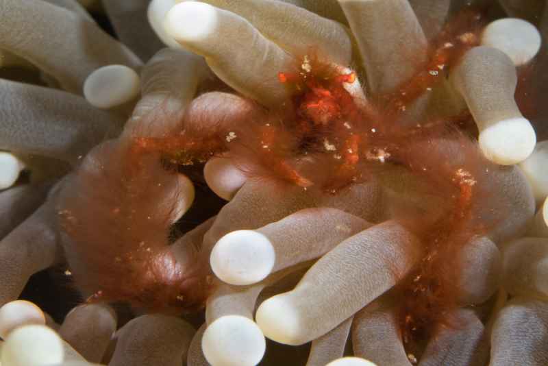 orangutang crab achaeus japonicus02