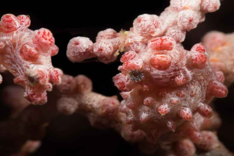 pygmy seahorse hippocampus bargibanti03 2