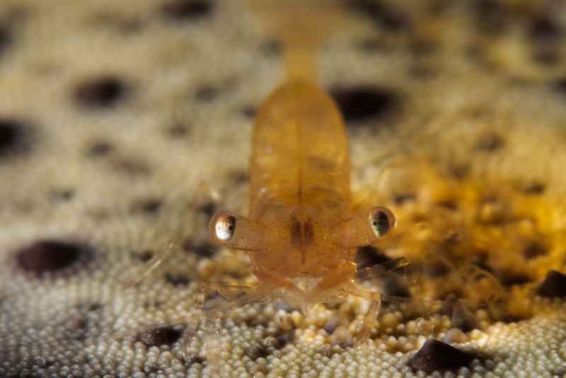 rounded sea star shrimp periclimenes soror02