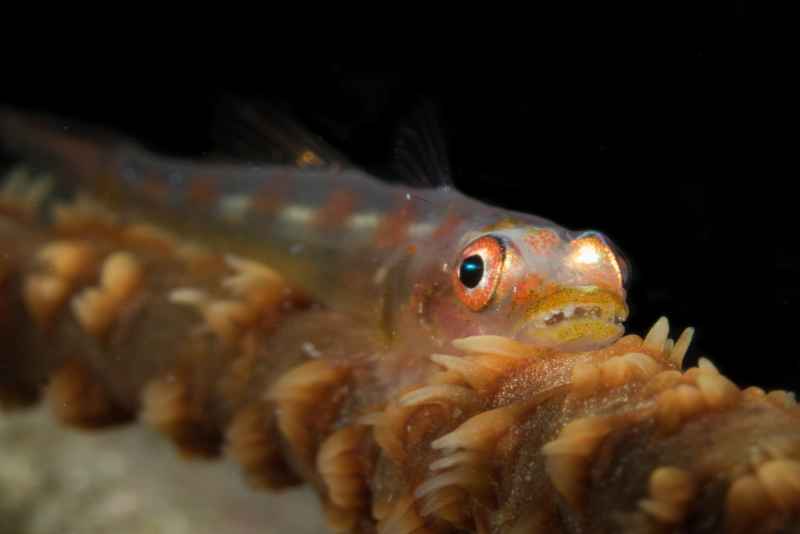 sea whip goby bryaninops yongei