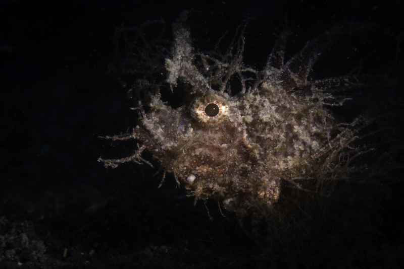 ambon scorpionfish pteroidichthys amboinensi01