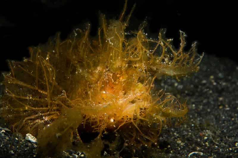 ambon scorpionfish pteroidichthys amboinensi03 2