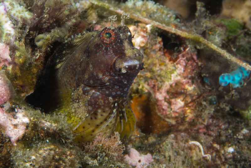 blenny salarias sp 2