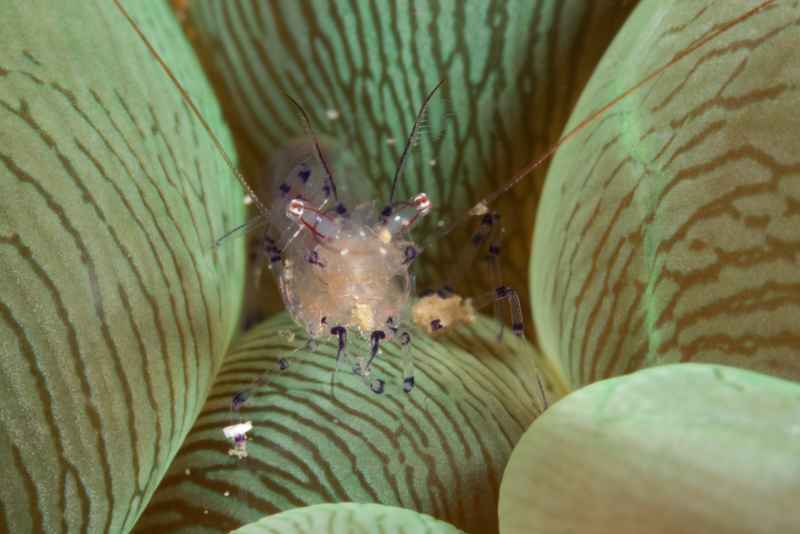 bubble coral shrimp vir philippinesis 3