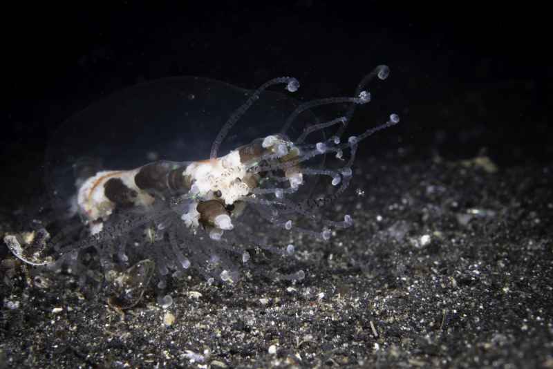 cigar jellyfish olindias phosphorica