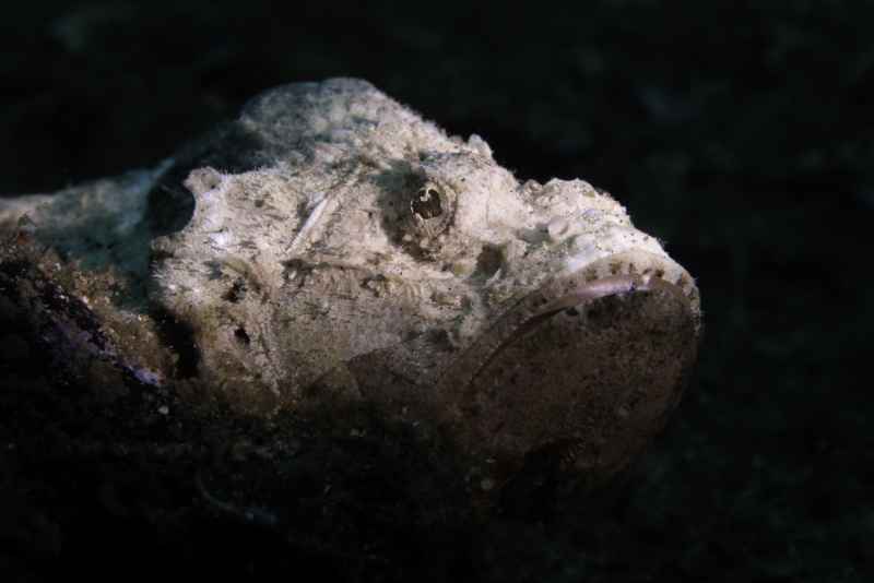 devil scorpionfish scorpaenopsis diabolus