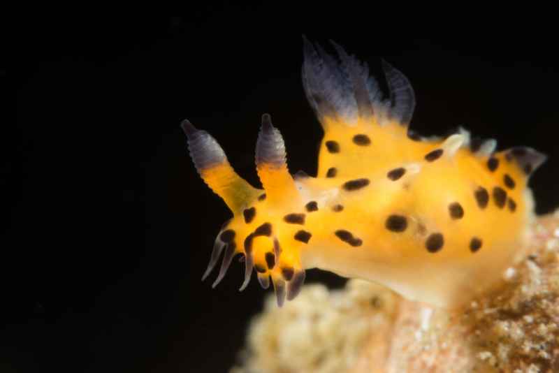 doridoidea polycera abei