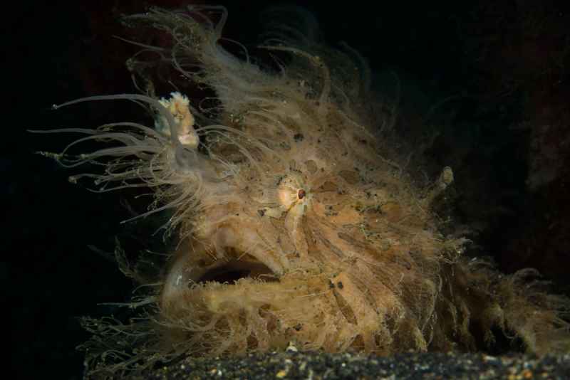 hairy frogfish antenarius striatus02 3