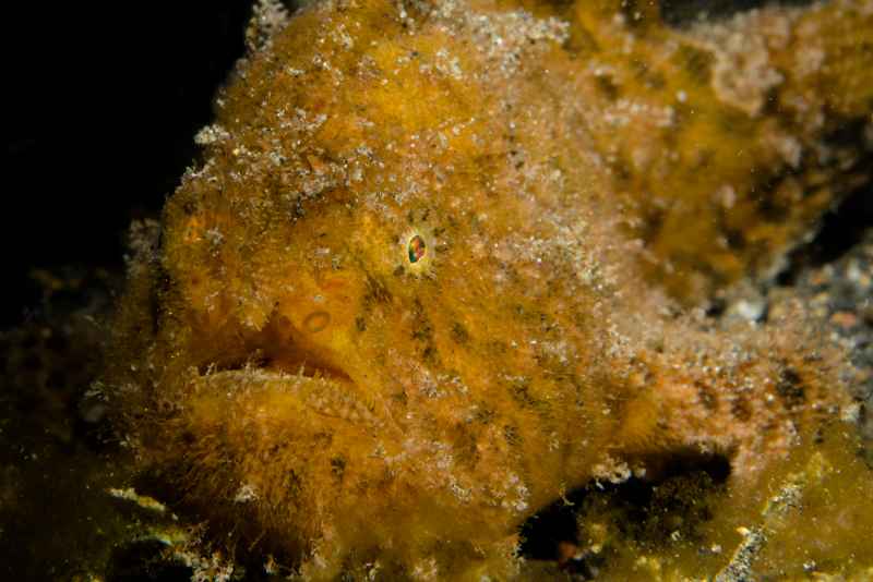 hairy frogfish antenarius striatus03 2