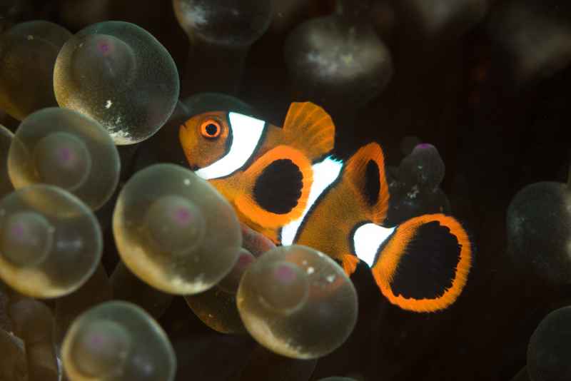 juvenile spine cheek anemonefish premnas biaculeatus 2