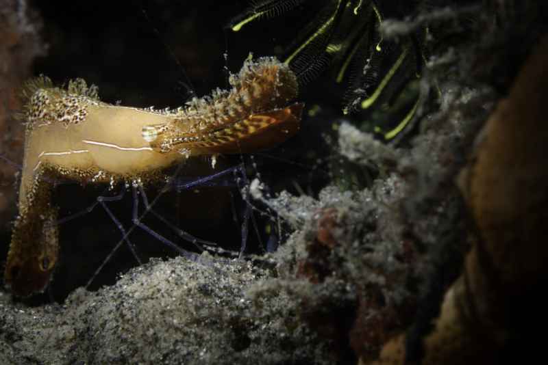 long nose rock shrimp leander plumosus02