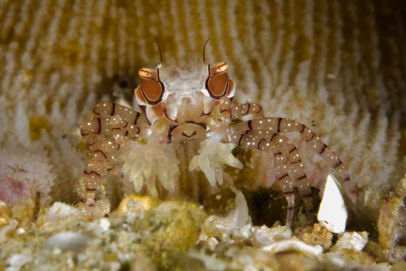 mosaic boxer crab lybia tesselata 2