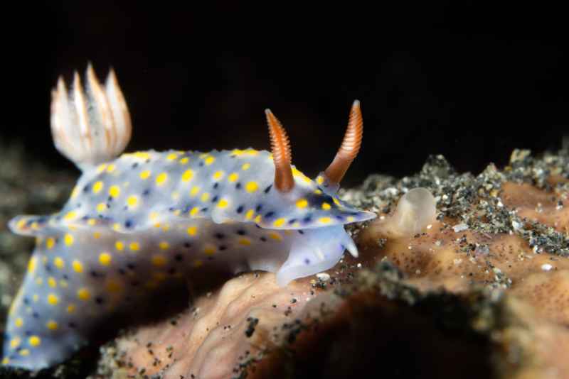 nudibranch hypselodoris confetti