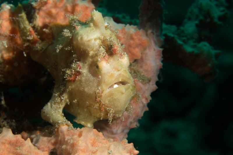 painted frogfish antennarius pictus 3