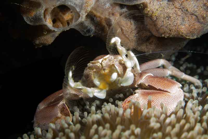 spiny porcelain crab neopetrolisthes spinatus 2