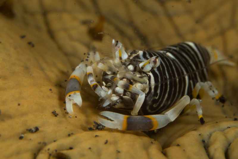 striped bumblebee shrimp gnathophyllum americanum01