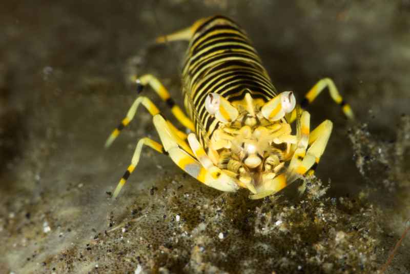 striped bumblebee shrimp gnathophyllum americanum02