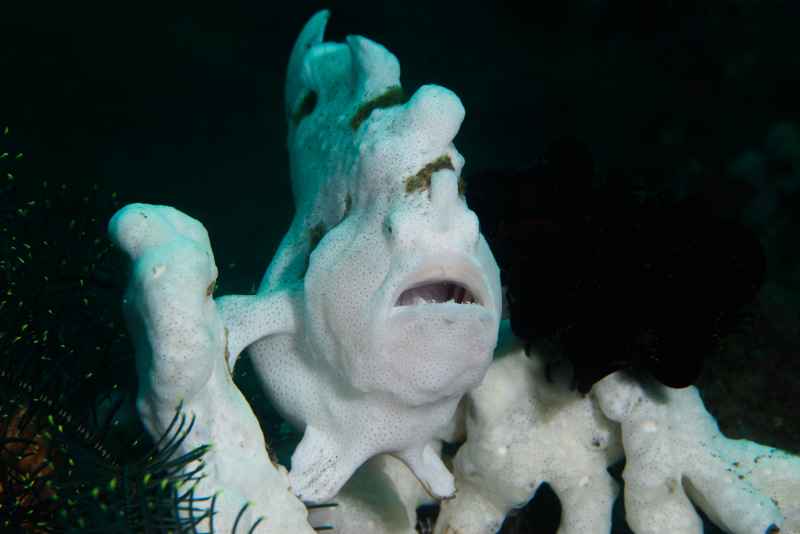 warty frogfish antennarius maculatus01 2