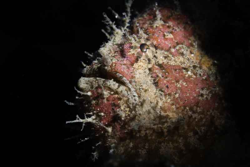 warty frogfish antennarius maculatus03