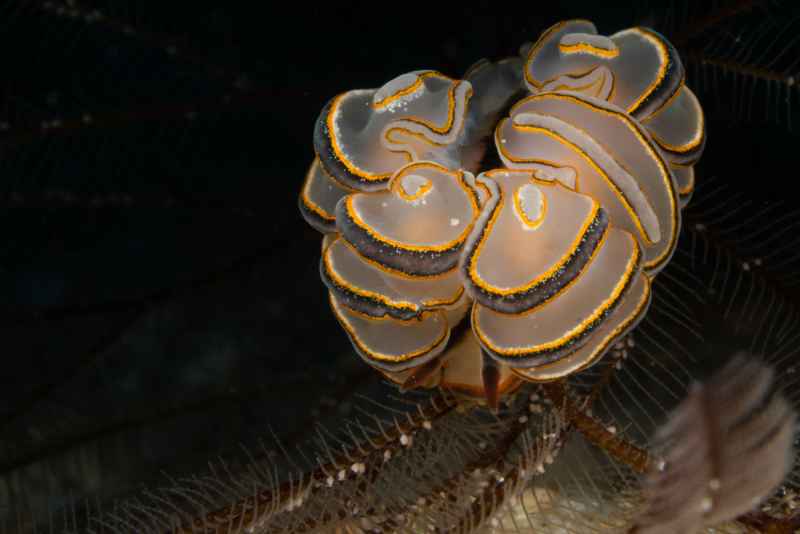 donut nudibranch doto greenamyeri