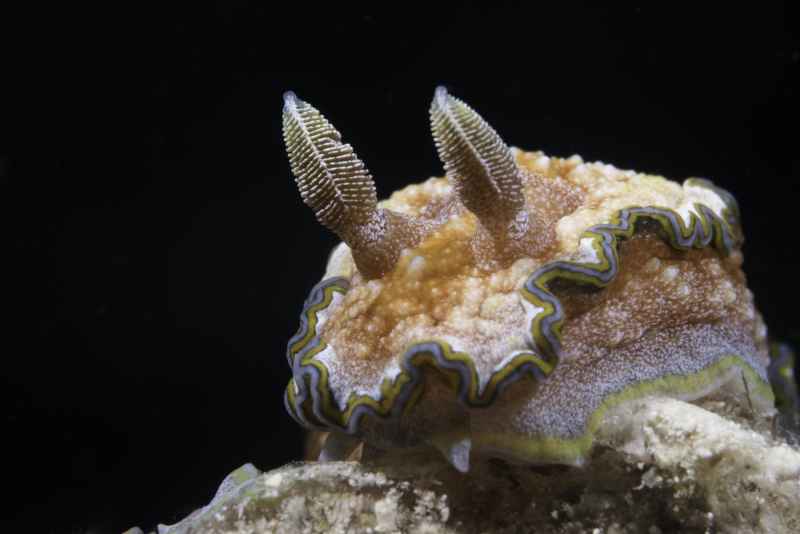 girdled glossodoris glossodoris cincta 2