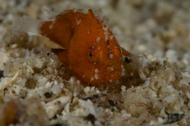 lembeh frogfish nudiantennarius subteres