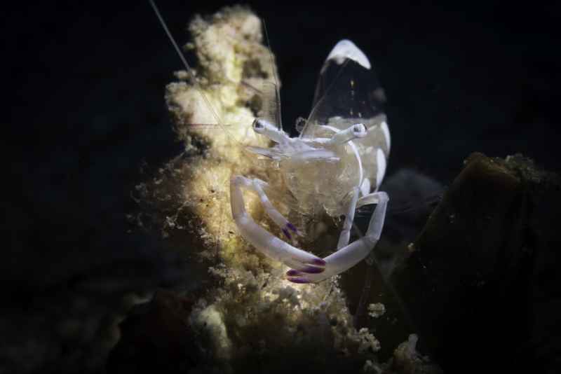 magnificent anemone shrimp ancylomenes magnificus