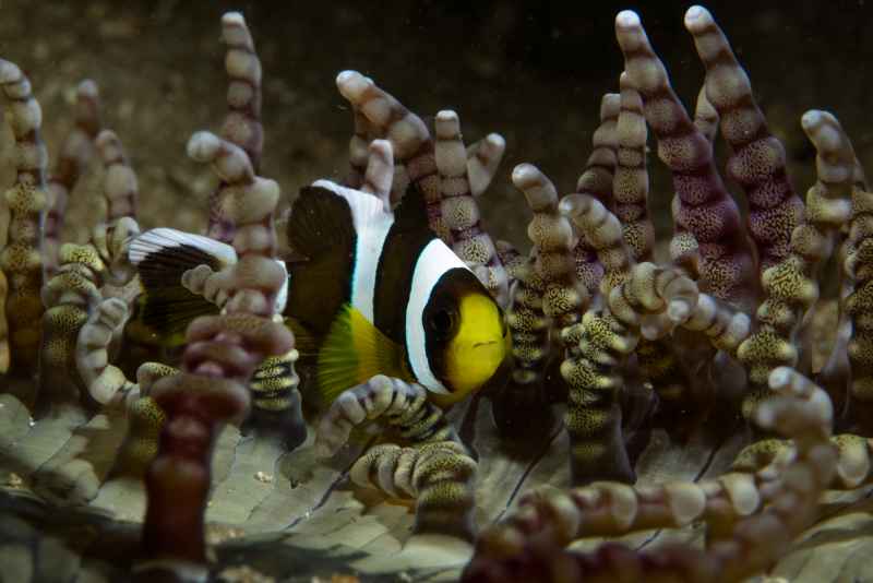 mauritian anemonefish amphiprion chrysogaster