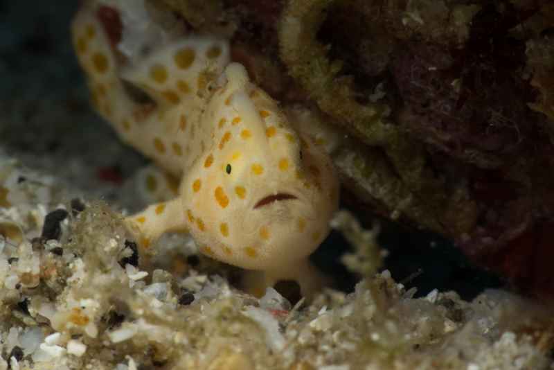 painted frogfish antennarius pictus02