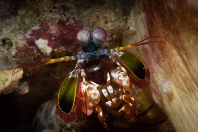 peacock mantis odontodactylus scyllarus 4