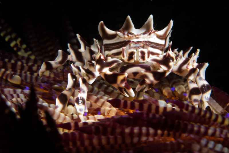 zebra urchin crab zebrida adamsii